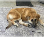 Small Photo #3 Mutt Puppy For Sale in Aurora, CO, USA