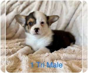 Pembroke Welsh Corgi Puppy for sale in MADERA, CA, USA