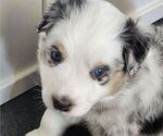 Puppy Silver Australian Shepherd