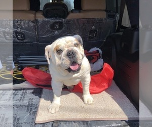 Father of the Bulldog puppies born on 05/15/2025