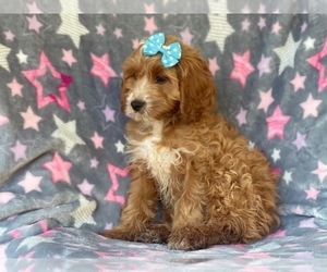 Cocker Spaniel-Poodle (Miniature) Mix Puppy for sale in LAKELAND, FL, USA