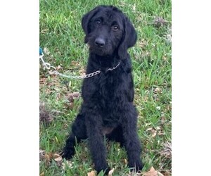 Labradoodle Puppy for sale in HILL COUNTRY VILLAGE, TX, USA