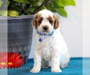Goldendoodle (Miniature) Puppy for sale in EAST EARL, PA, USA