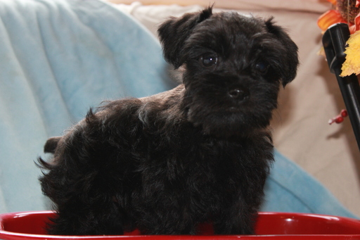 Medium Photo #1 Schnauzer (Miniature) Puppy For Sale in TENAHA, TX, USA