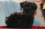 Small Photo #1 Schnauzer (Miniature) Puppy For Sale in TENAHA, TX, USA