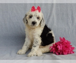 Sheepadoodle Puppy for sale in MILLERSBURG, OH, USA