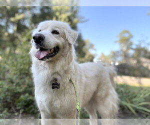 Sir Kingsley - Male Great Pyrenees Dog for Adoption - Photo #2