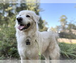 Small #1 Great Pyrenees