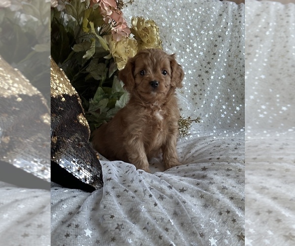 Medium Photo #3 Cavapoo Puppy For Sale in GREENVILLE, MO, USA