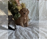 Small #2 Cavapoo
