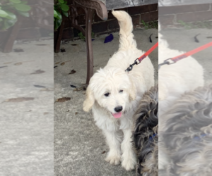 Goldendoodle (Miniature) Puppy for sale in ROWLEY, MA, USA