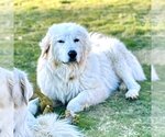 Small Photo #7 Great Pyrenees Puppy For Sale in Garland, TX, USA