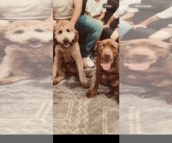 Medium Photo #4 Goldendoodle Puppy For Sale in SPRINGFIELD, MO, USA