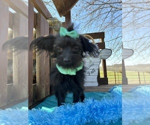 Yoranian Puppy for sale in LANCASTER, MO, USA