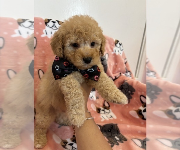Medium Photo #4 Poodle (Toy) Puppy For Sale in SYLMAR, CA, USA