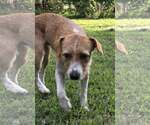 Small #1 Mutt