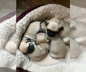 Pug Puppy for sale in CORVALLIS, OR, USA