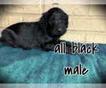 Small Photo #2 Aussiedoodle Puppy For Sale in INDIANAPOLIS, IN, USA