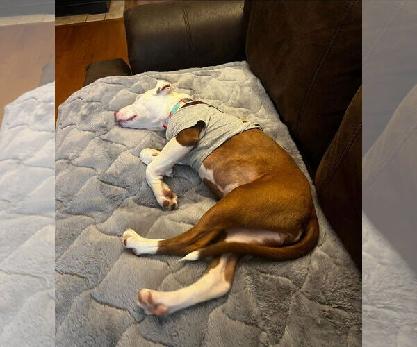 Medium Photo #2 American Pit Bull Terrier-Unknown Mix Puppy For Sale in Germantown, OH, USA