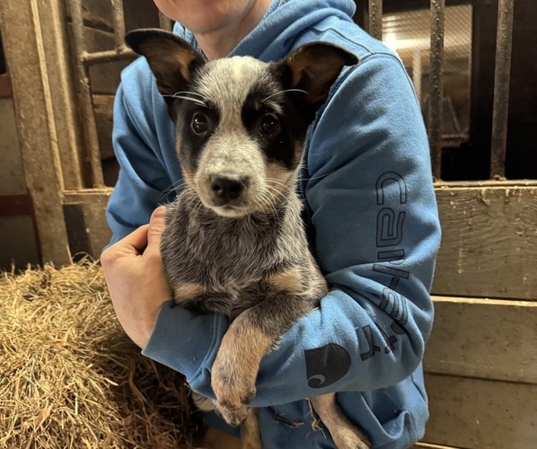 Medium Photo #2 Australian Cattle Dog Puppy For Sale in MIDDLEBORO, MA, USA