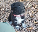Puppy Puppy 2 Labrador Retriever-Mutt Mix