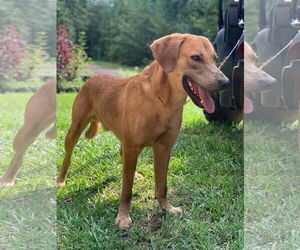 Medium Labrador Retriever Mix