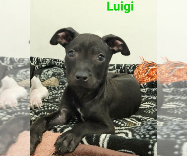 Medium Photo #1 Mutt Puppy For Sale in Des Moines, IA, USA