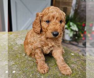 Goldendoodle (Miniature) Puppy for sale in MANHEIM, PA, USA