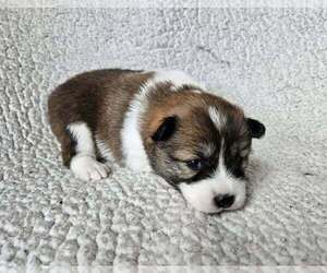 Pom-Shi Puppy for sale in MIDDLEBURG, FL, USA