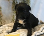 Small Photo #2 American Bully Puppy For Sale in SALEM, IL, USA