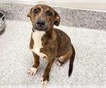 Small #1 Labrador Retriever Mix