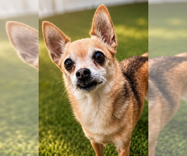 Medium Photo #1 Chihuahua-Unknown Mix Puppy For Sale in Canton, CT, USA