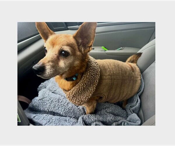 Medium Photo #4 Chihuahua-Unknown Mix Puppy For Sale in Mooresville, NC, USA