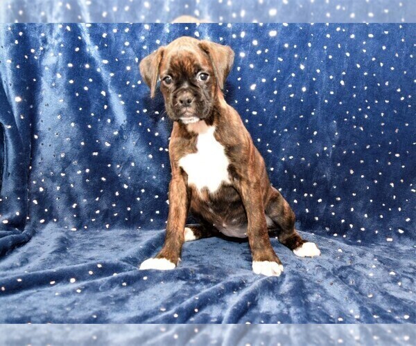 Medium Photo #6 Boxer Puppy For Sale in CHILHOWEE, MO, USA