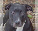 Small American Staffordshire Terrier-Boxer Mix