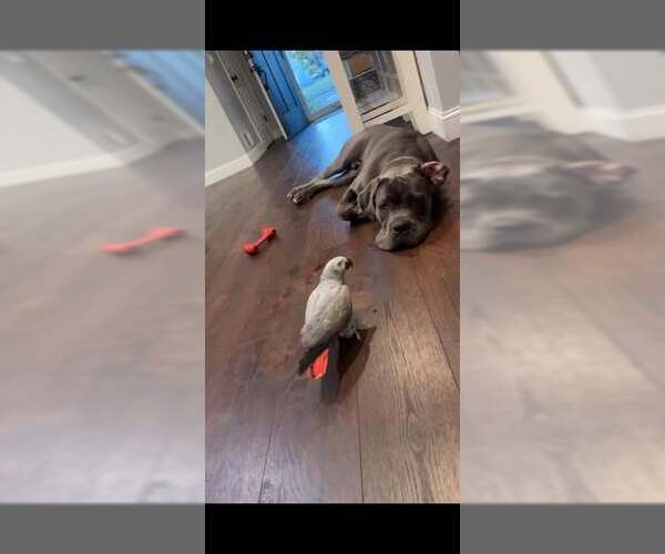 Medium Photo #3 Mutt Puppy For Sale in Jackson Township, NJ, USA