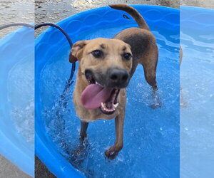 Sade - Female Labrador Retriever-Unknown Mix Dog for Adoption - Photo #2