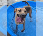 Small #1 Labrador Retriever Mix