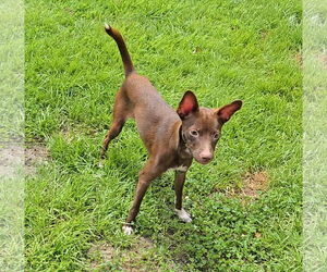 Chihuahua-Unknown Mix Dogs for adoption in Virginia Beach, VA, USA