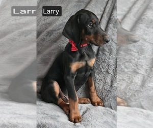 Doberman Pinscher Puppy for sale in POMEROY, OH, USA