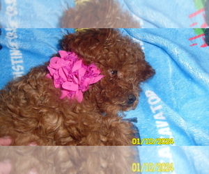 Poodle (Toy) Puppy for sale in DULUTH, GA, USA