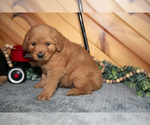 Small Photo #13 Golden Retriever Puppy For Sale in BALTIC, OH, USA