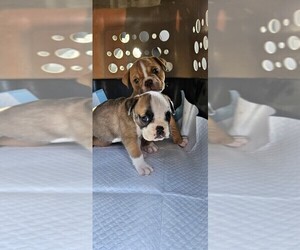Olde English Bulldogge Puppy for sale in SMITHS GROVE, KY, USA