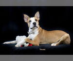 Small #2 Basenji Mix