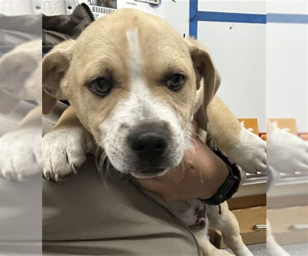 Medium Photo #1 American Pit Bull Terrier-Unknown Mix Puppy For Sale in San Bernardino, CA, USA