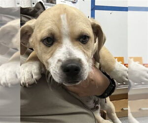 American Pit Bull Terrier-Unknown Mix Dogs for adoption in San Bernardino, CA, USA