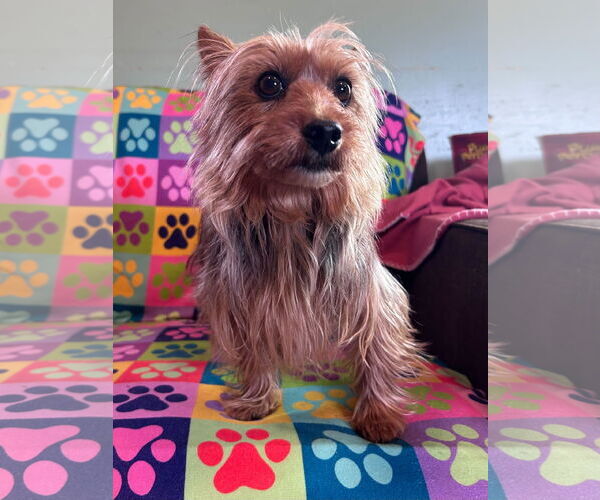 Medium Photo #7 Mutt Puppy For Sale in Pacolet, SC, USA