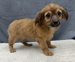 Small Photo #19 Chiweenie Puppy For Sale in SAINT AUGUSTINE, FL, USA