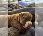 Puppy Jo Jo Olde English Bulldogge