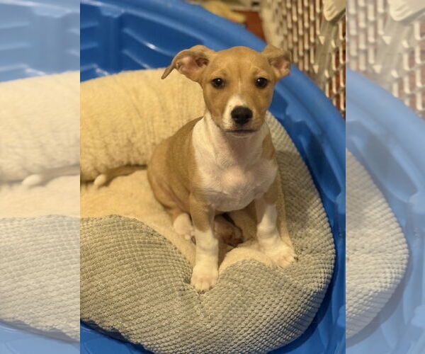 Medium Photo #2 Jack Chi Puppy For Sale in Slidell, LA, USA